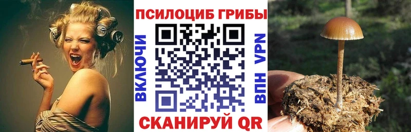 купить наркотики цена Боровичи дарк нет наркотические препараты Галлюциногенные грибы Cubensis